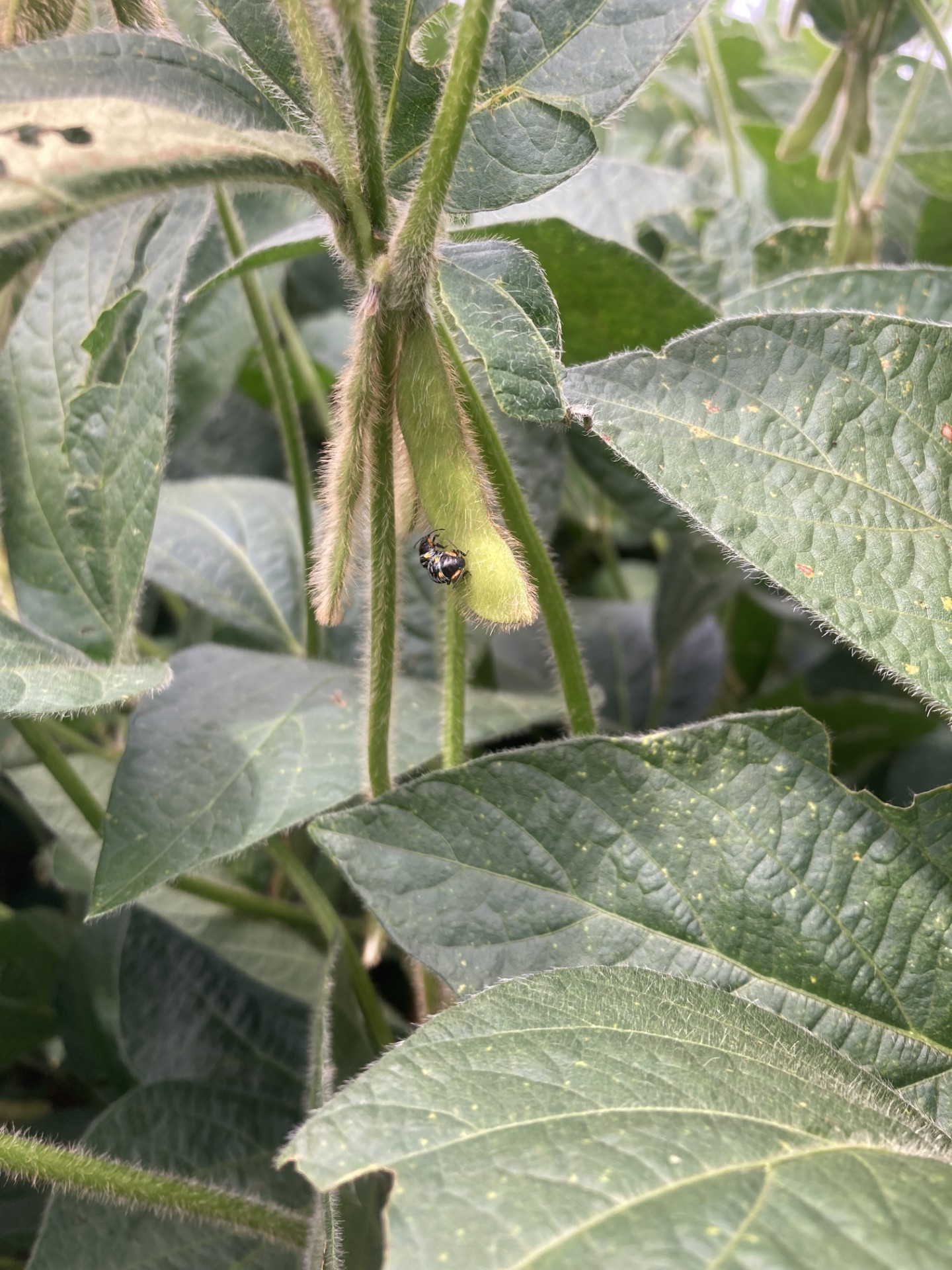 Stink bug soybean pod.jpg